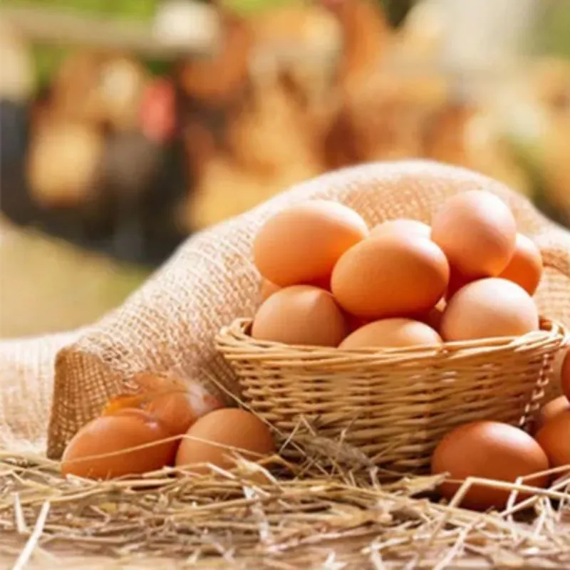 MINMAX CLEAN CHICKEN EGGS