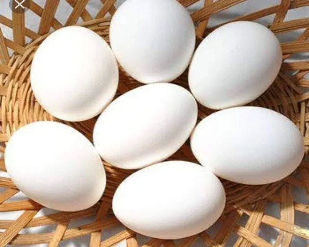 MINMAX CLEAN CHICKEN EGGS