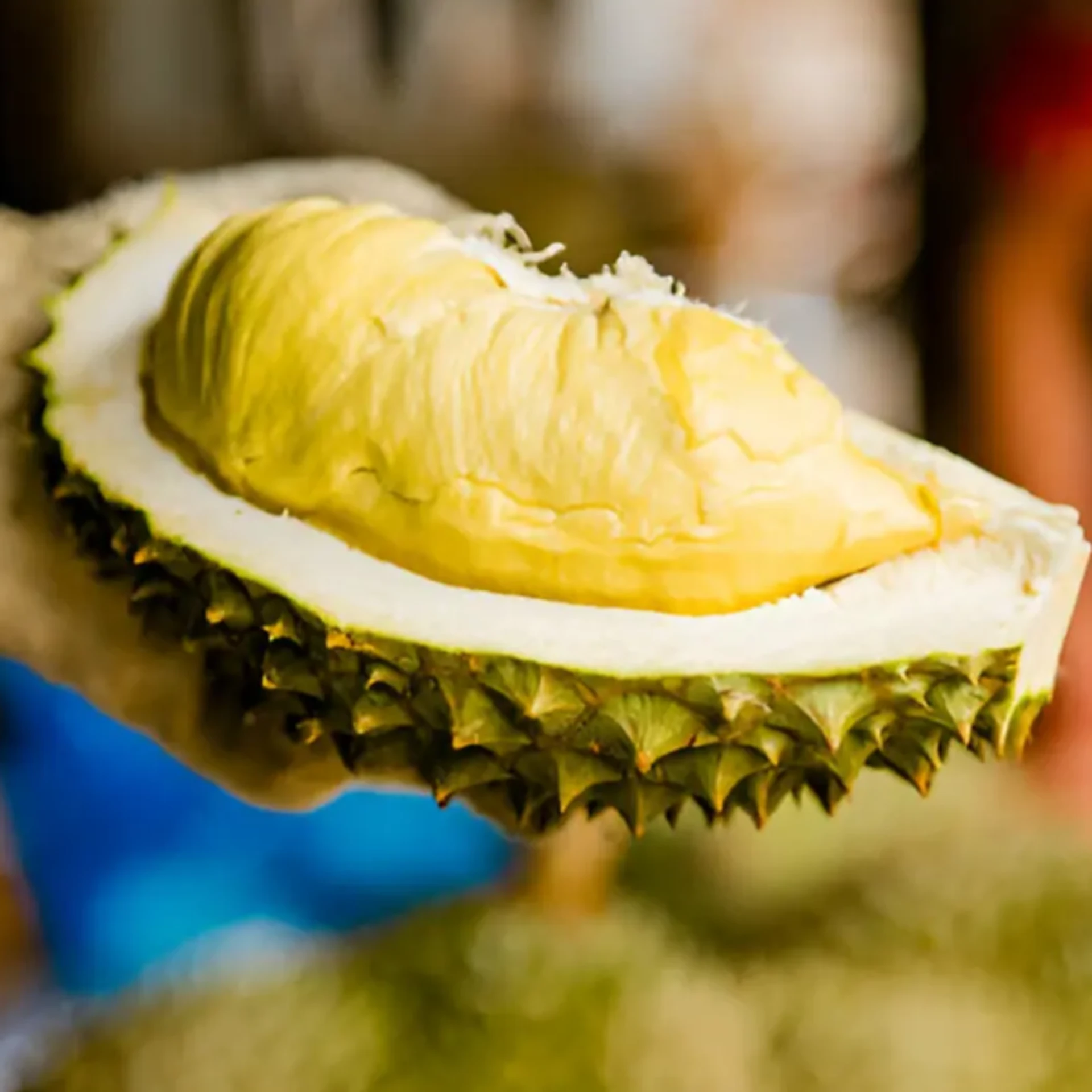 Sầu riêng 6 Ri