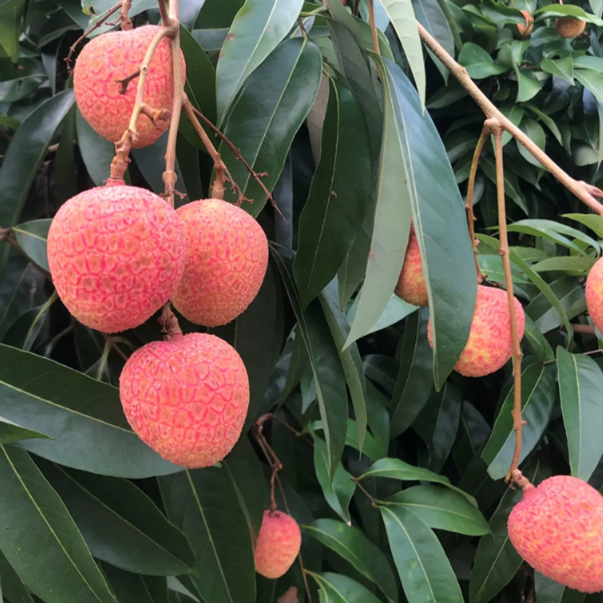Vải