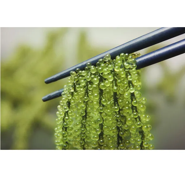 Rong Nho Tươi Hải Nam Okinawa 100G