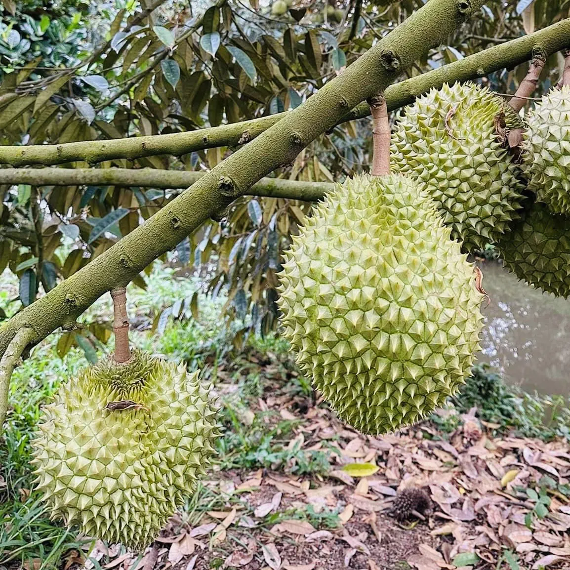 榴莲Ri6