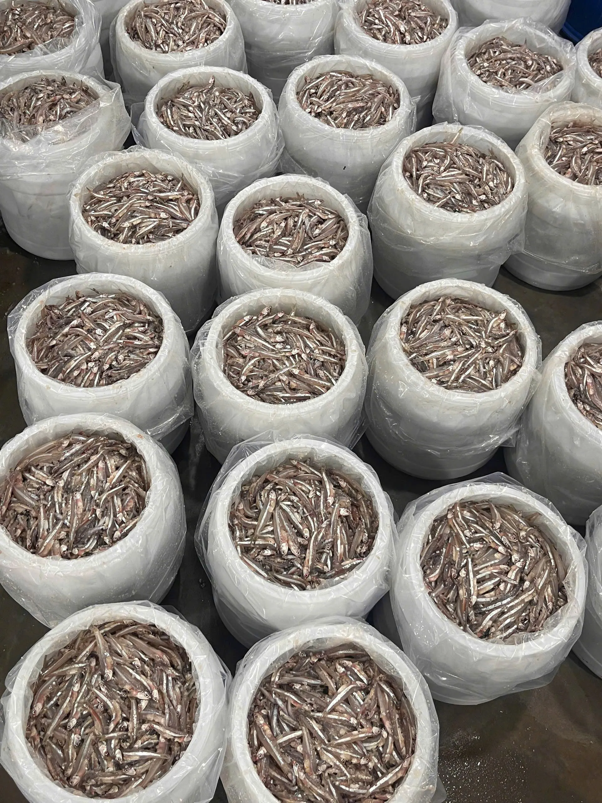 盐渍整条凤尾鱼 (Commersonnii 鳀鱼)