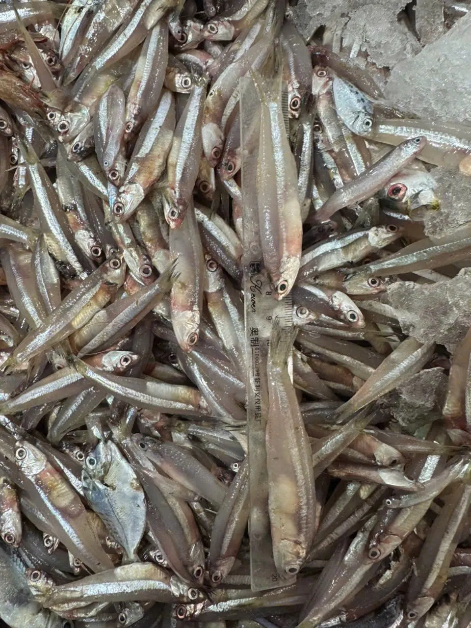 盐渍整条凤尾鱼 (Commersonnii 鳀鱼)