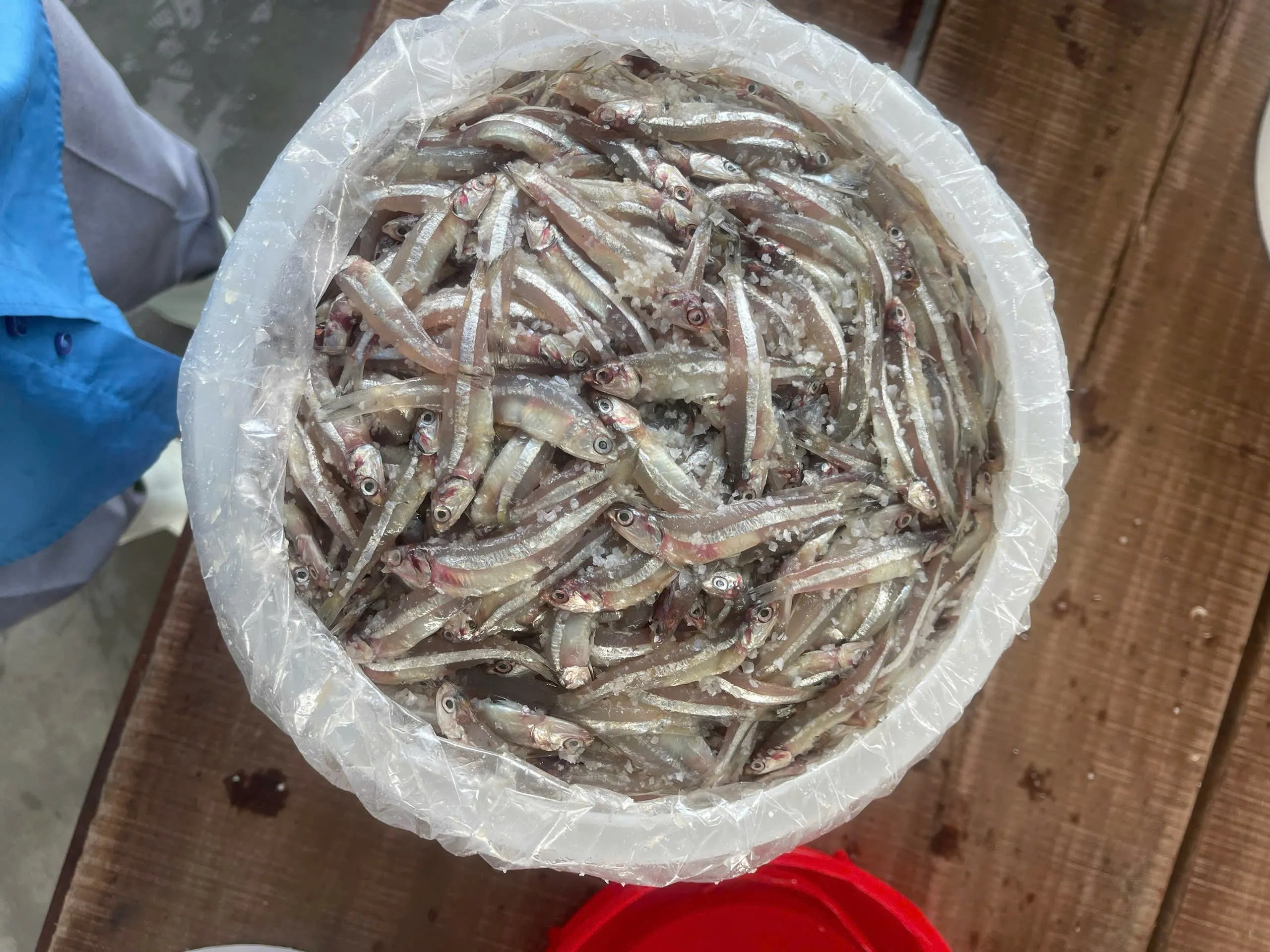 盐渍整条凤尾鱼 (Commersonnii 鳀鱼)