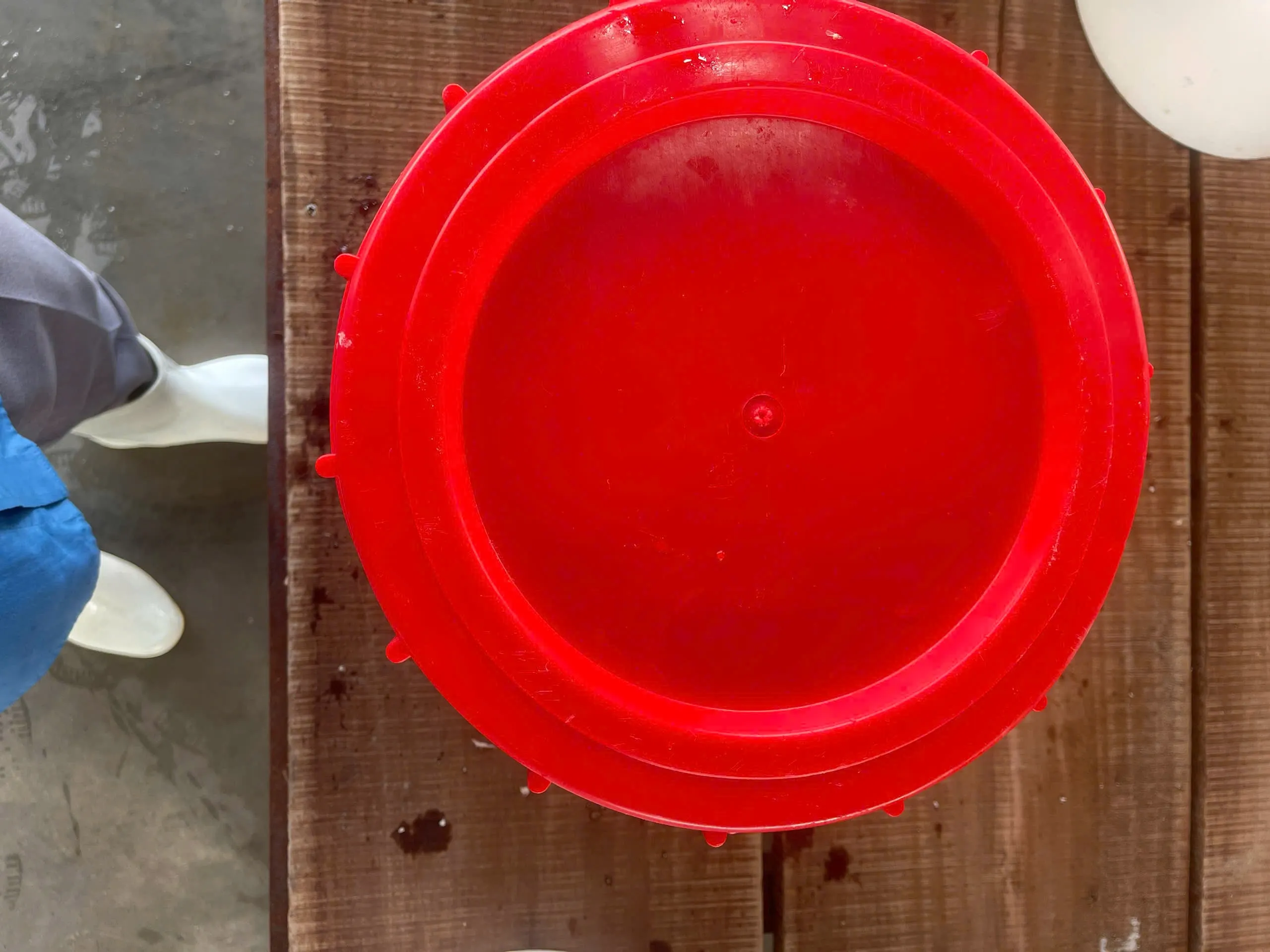 盐渍整条凤尾鱼 (Commersonnii 鳀鱼)