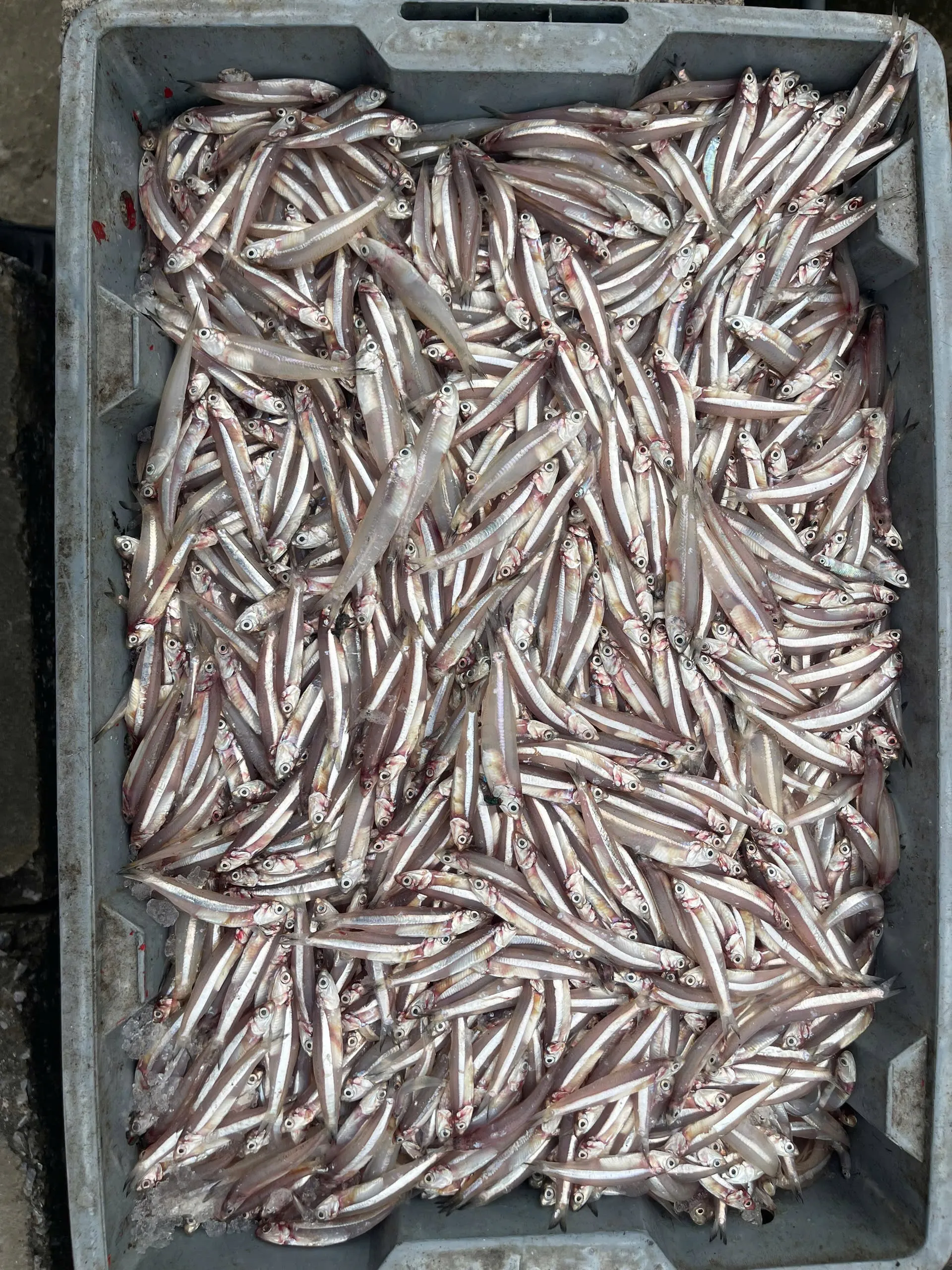 盐渍整条凤尾鱼 (Commersonnii 鳀鱼)