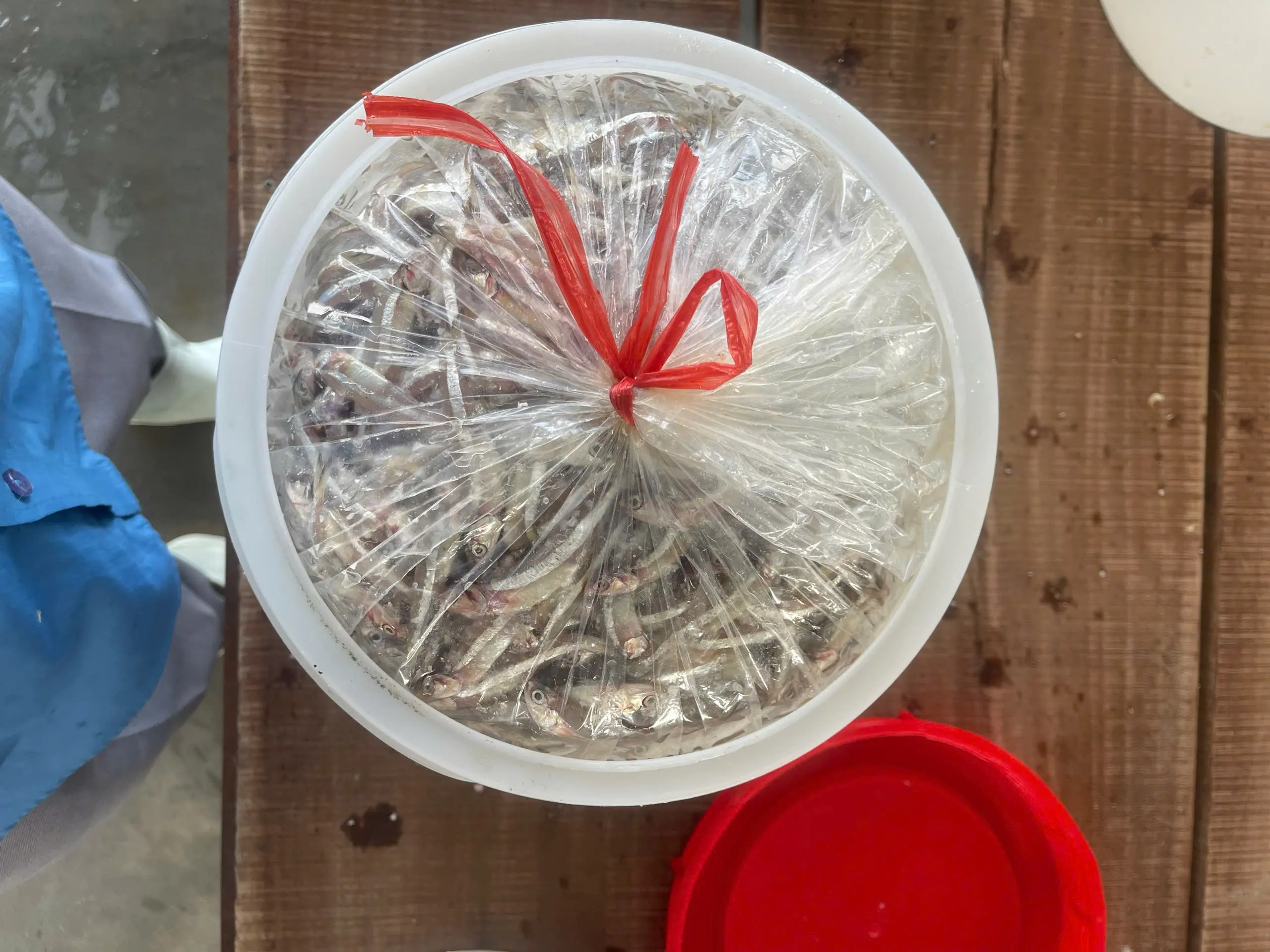 盐渍整条凤尾鱼 (Commersonnii 鳀鱼)