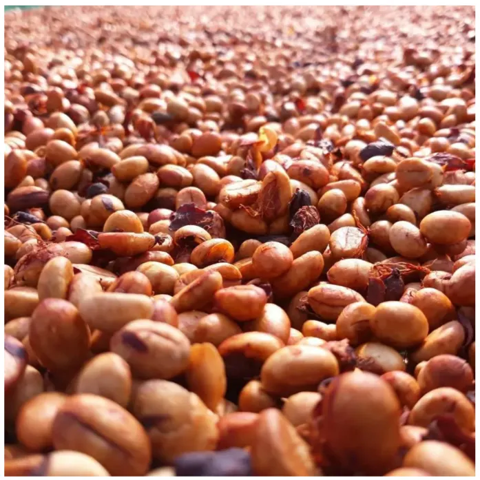 Robusta Honey S18 Coffee – Rich Vietnamese natural flavor