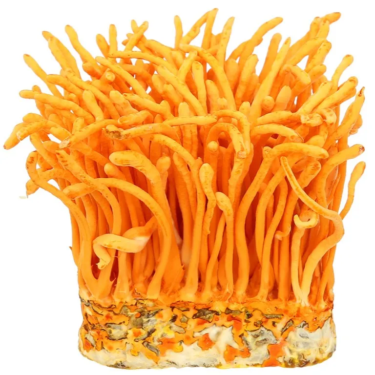 ĐÔNG TRÙNG HẠ THẢO NGÂM RƯỢU