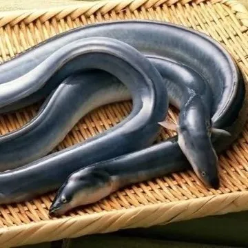 NMT-Bicolor日本鳗鱼 – 肉质厚实,新鲜高级