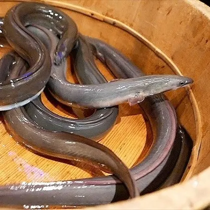 NMT-Bicolor日本鳗鱼 – 肉质厚实,新鲜高级